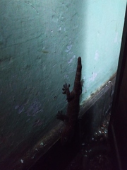 Gekko gecko