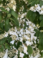 Viburnum