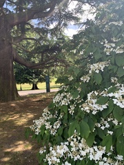 Viburnum