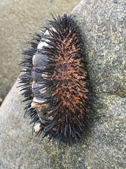 Acanthopleura spinosa