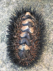 Acanthopleura spinosa