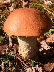 Leccinum vulpinum