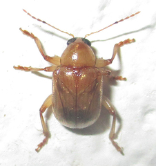 Microsyagrus marshalli