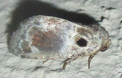 Protarache melaphora