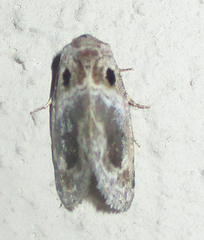 Protarache melaphora
