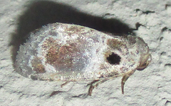 Protarache melaphora