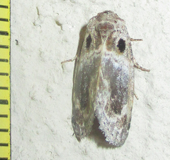 Protarache melaphora