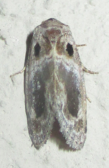Protarache melaphora