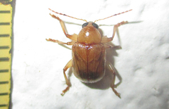 Microsyagrus marshalli