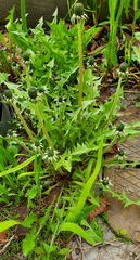 Taraxacum officinale