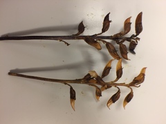 Pedicularis lapponica