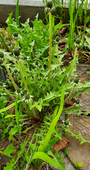 Taraxacum officinale