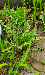 Taraxacum officinale