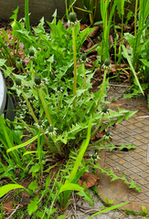 Taraxacum officinale