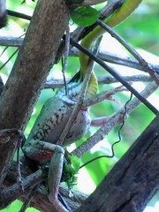 Leptophis diplotropis