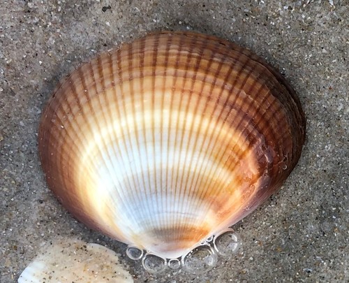 rayed bittersweet clam (Glycymeris radians) · iNaturalist