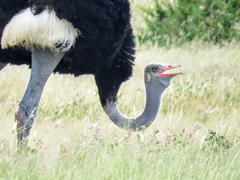 Struthio molybdophanes