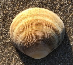 Pseudarcopagia decora