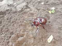 Xylotrupes gideon gideon