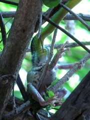 Leptophis diplotropis