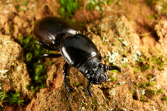 Prioproctus centralis