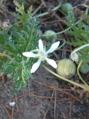 Blumenbachia insignis