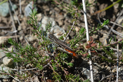 Stenobothrus fischeri