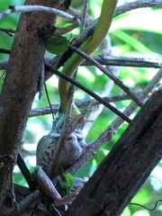 Leptophis diplotropis
