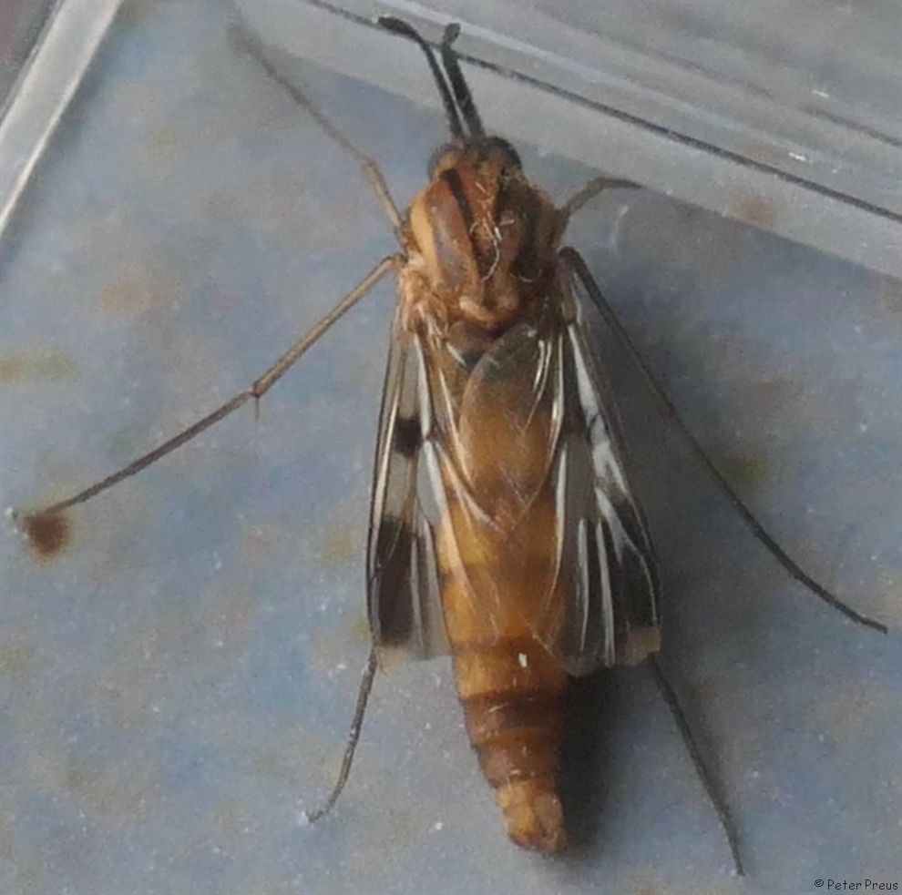 Keroplatus tipuloides