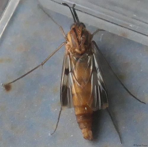 Keroplatus tipuloides