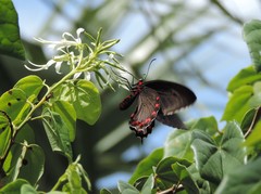 Parides montezuma