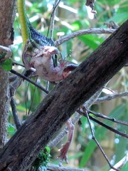 Leptophis diplotropis