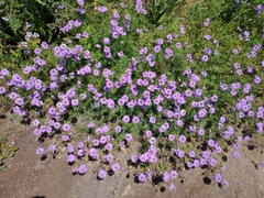 Glandularia tenera