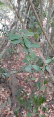 Citrus australasica