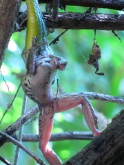 Leptophis diplotropis