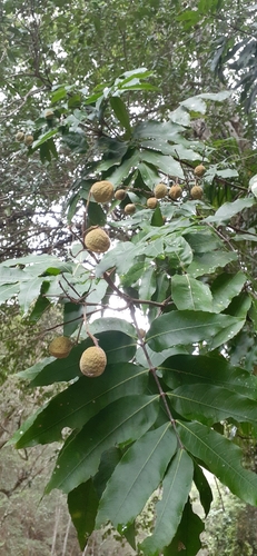 Bosistoa pentacocca observed 2020-12-03