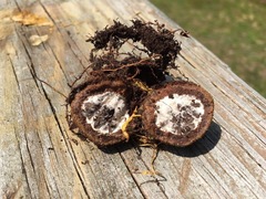 Elaphomyces granulatus