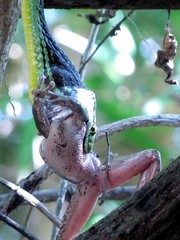 Leptophis diplotropis