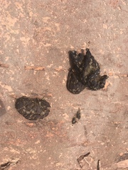 Chrysocyon brachyurus