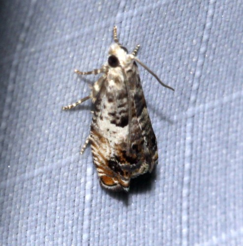 Epinotia nigralbanoidana