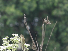 Sporophila caerulescens