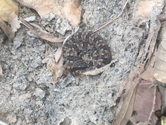 Bothrops marmoratus