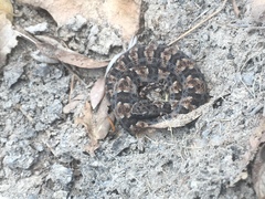 Bothrops marmoratus