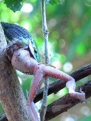 Leptophis diplotropis