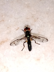 Senopterina