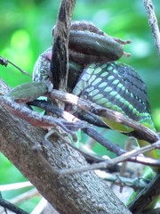 Leptophis diplotropis