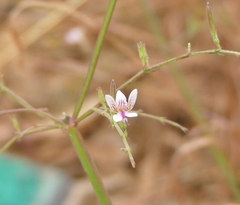 Andrographis