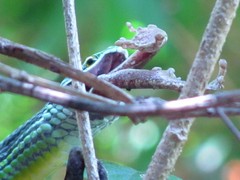 Leptophis diplotropis