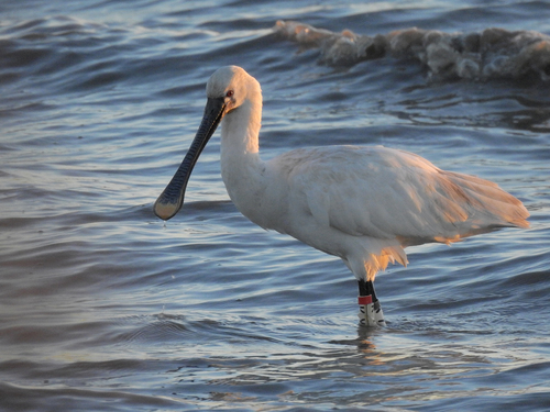 Eurasian Spoonbill