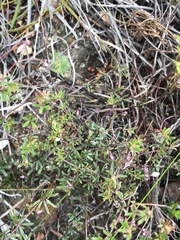 Indigofera angustifolia